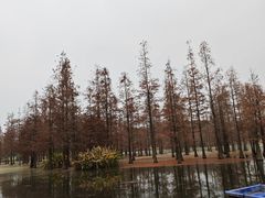 -白鹭湾湿地公园