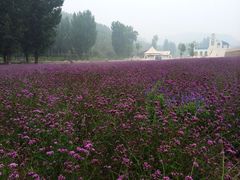 iphone_upload_pic-紫海香堤香草艺术庄园