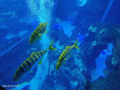 -成都浩海立方海洋公园