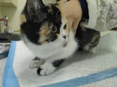 -天宠宠物医院24小时·急重症诊疗中心·全科·腔镜特色(和平分院)