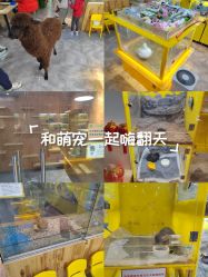 点击看大图 -神奇动物撸宠馆·羊驼·小浣熊·异宠(豫园店)