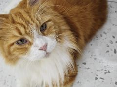 -喵园·猫主题咖啡厅·撸猫·猫咖(国贸店)