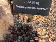-深圳仙湖植物园