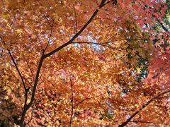 -杭州半山国家森林公园