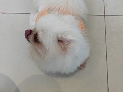 -怪兽屋·羊驼·猫咖·狗咖(俊华广场店)