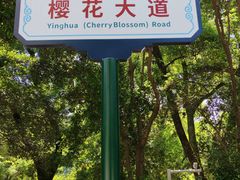 -武汉大学-樱园