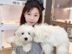 -翊宠yipet猫狗购宠庄园犬舍•猫舍