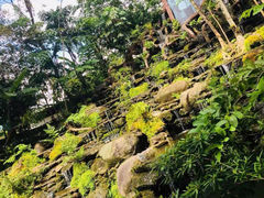 -绿光森林餐厅