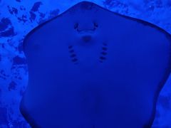-泉城欧乐堡海洋极地世界