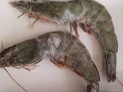 对虾-惠丰楼饭店(留各庄店)