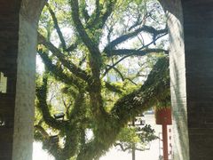-江心屿景区