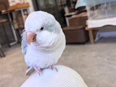 -吉丁鸟咖·异宠·寄养