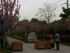 android_upload_pic-高东镇樱花园