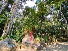 -中国科学院西双版纳热带植物园