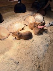 -Zoolung Zoolung动物主题公园(海信广场店)