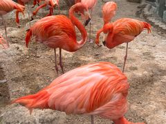 -荆州中山公园动物园