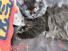 -momokira米努特·德文卷毛猫·棉花面纱犬