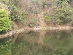 -王借岗森林公园