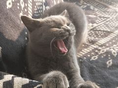 -平行世界·猫咖(首经贸店)