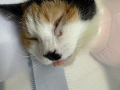 -达爱动物医院·犬猫分区·CT·复杂眼科(远洋山水分院)