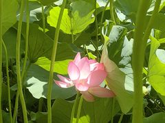 -莲花池公园