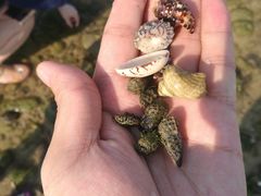 -贝壳沙滩