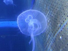 -泉城欧乐堡海洋极地世界