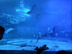 -烟台海昌鲸鲨海洋公园