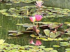 -莲花池公园