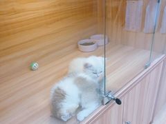 -猫十亿·布偶金渐层·曼基康矮脚猫舍(青年路店)