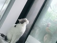 -喵的天空名猫咖啡馆·撸猫·猫舍·用品