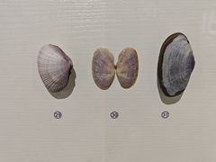 -青岛贝壳博物馆