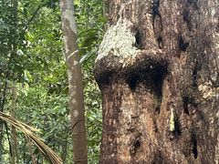 -武吉知马自然保护区