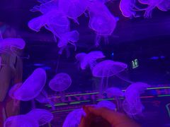 -暹罗海洋世界