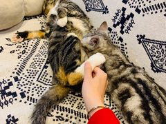 -平行世界·猫咖(首经贸店)