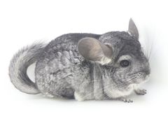 -龙猫仔乐园(惠福东路店)