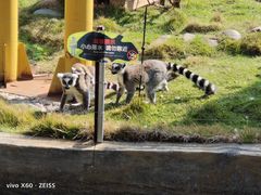 -灵玲国际马戏城