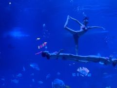 -烟台海昌鲸鲨海洋公园