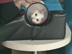 -艾贝尔宠物医院·24H转诊中心·肿瘤猫专科(江宁双龙店)