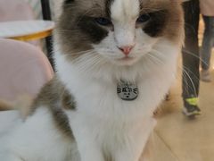 -糯米喵星人·撸猫猫舍咖啡馆(西市场嘉华店)