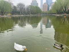 -团结湖公园