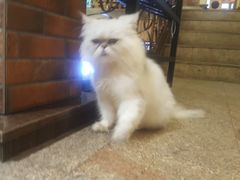 -more than meow吴止猫主题餐厅(承德 中船汇店)