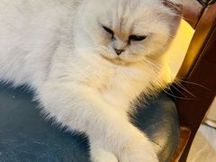 -猫小院猫主题餐厅(南锣旗舰店)
