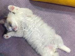 -十年猫舍·猫咪专门店(普陀店)