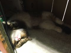 -小时光咖啡馆(开森度假森林店)