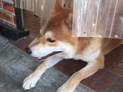 -柴犬高等学院·狗咖·柴犬售卖·宠物训练