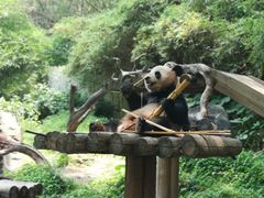 -广州长隆野生动物世界