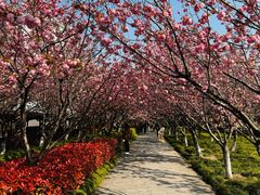 -高东镇樱花园