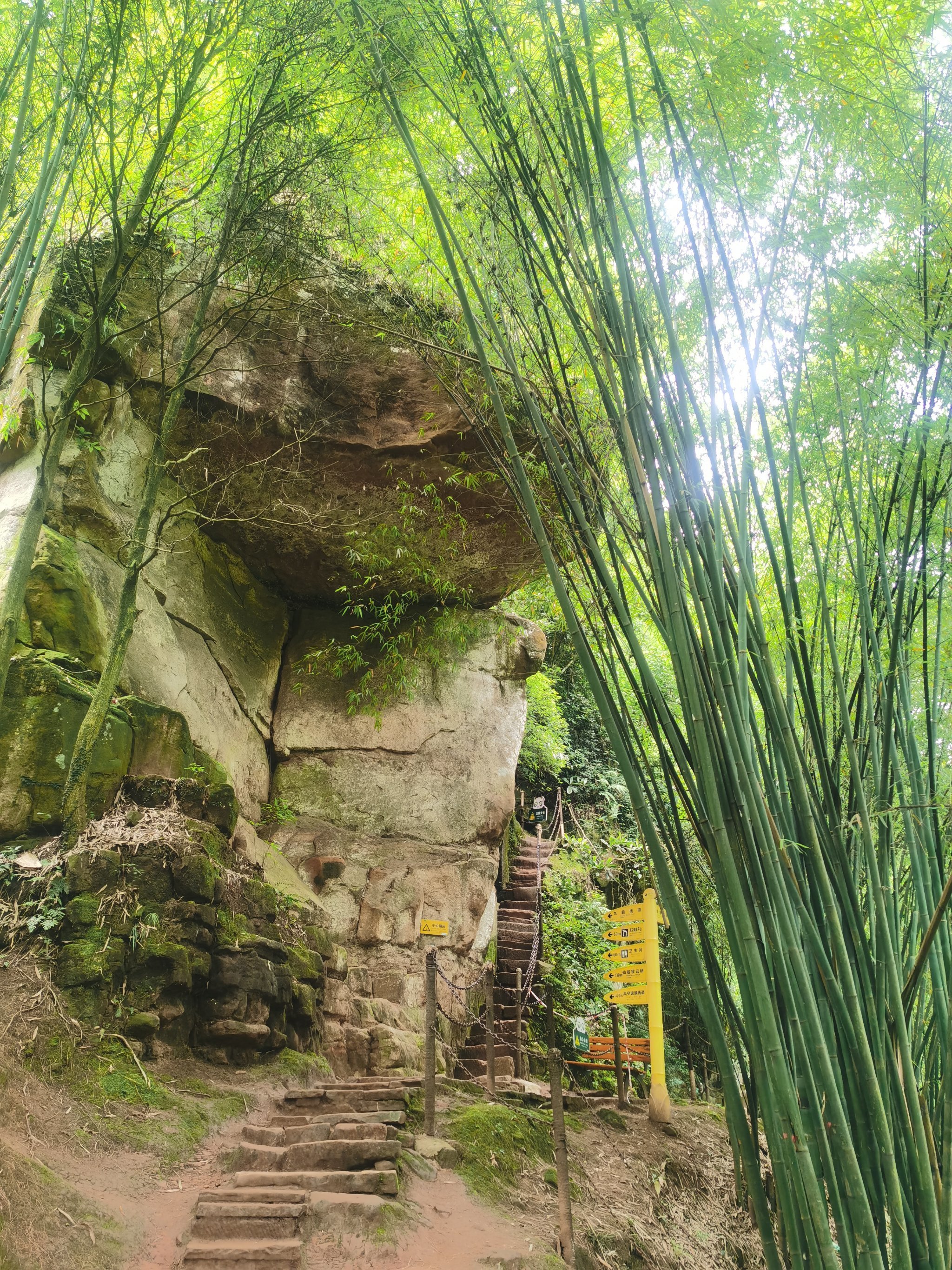 邛崃竹海风景区图片