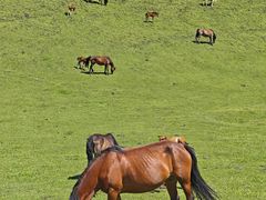 -新疆那拉提国家旅游度假区